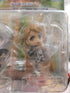 Attack on Titan Oruo Bozad & Petra Ral Figur Set Nippon4U