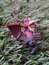 Monster Hunter Hypnocatrice Anhänger Nippon4U